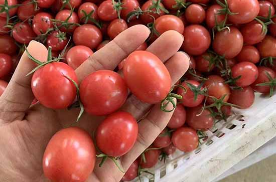 未成熟西红柿可以吃吗