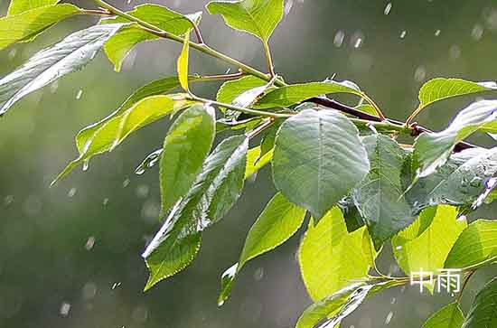 柳州今日天气中雨转大雨 柳州2024年5月18日天气预报